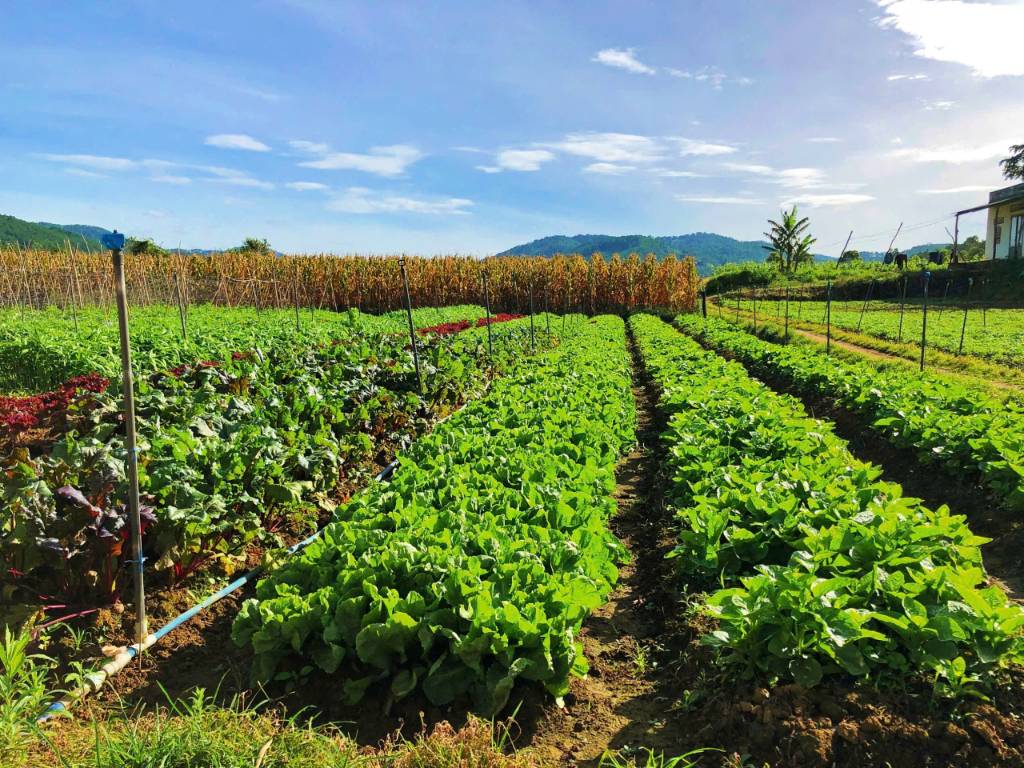 Bán đất Hiệp An Đức Trọng, 1456m2 có 400m2 Hoatdongokvip ưu đãi hấp dẫn, view đồi thông suối, giá 9,5 tỷ