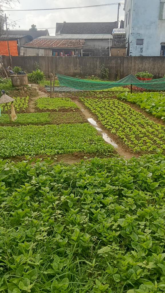 BÁN LÔ ĐẤT NGUYỄN TRI PHƯƠNG, CẨM NAM, 161M2, ĐẤT Ở ĐÔ THỊ