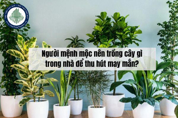 okevipp.com