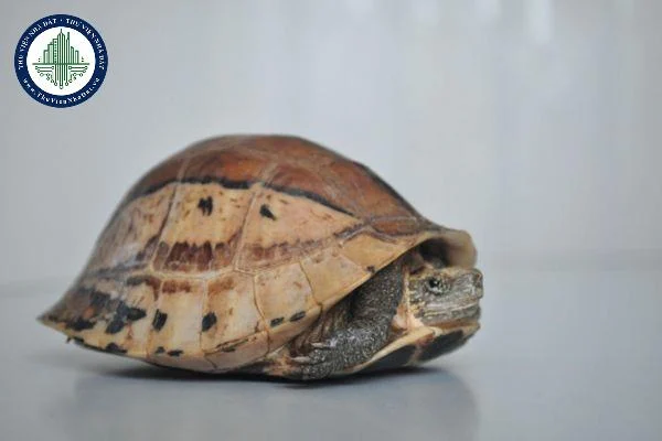 okevipp.com