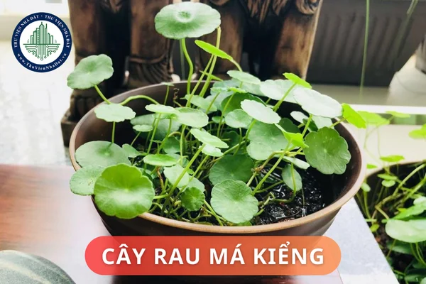 okevipp.com