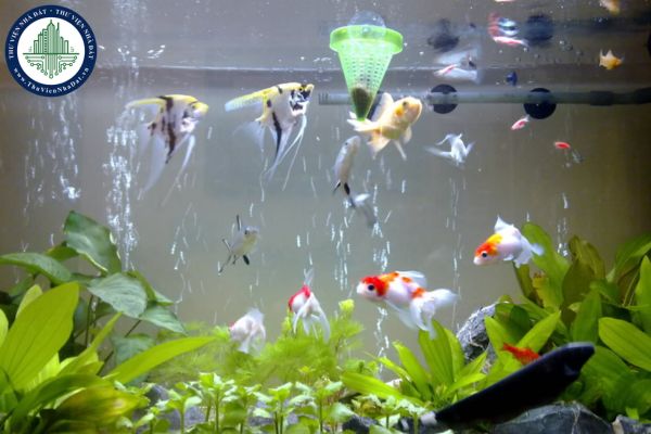 okevipp.com