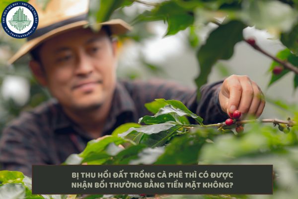 okevipp.com
