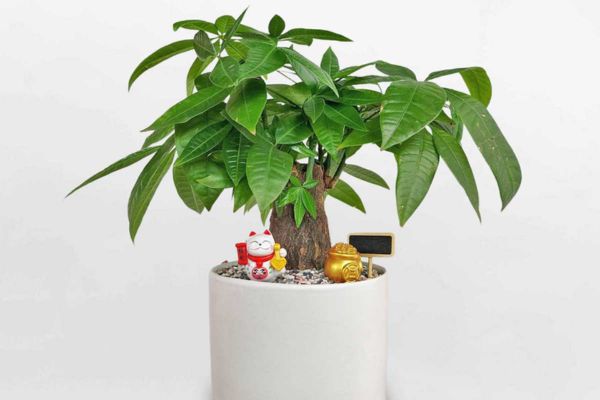 05 vật phẩm phong thủy nên đặt trên bàn làm việc của người mệnh kim để thu hút may mắn, tài lộc