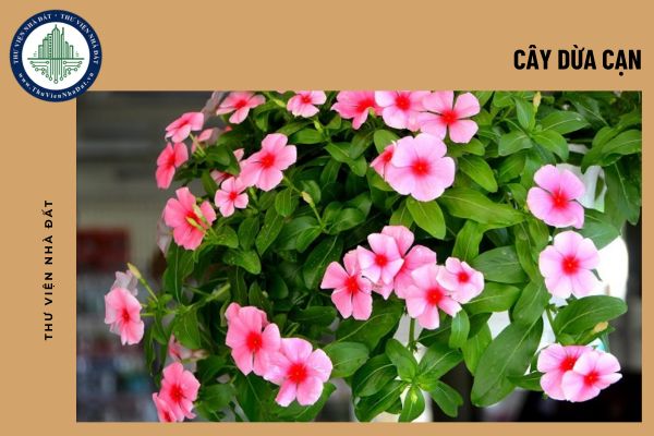 okevipp.com