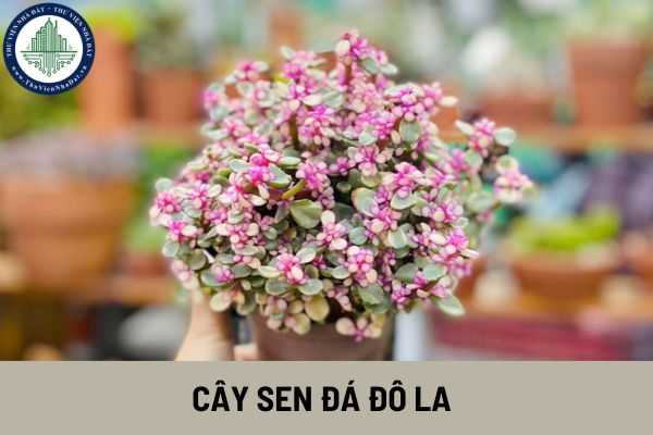 okevipp.com