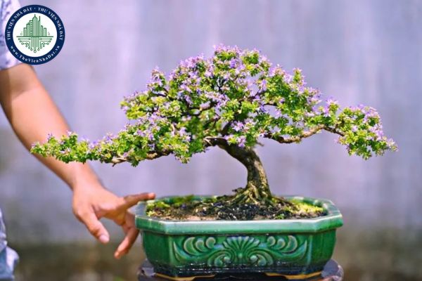 okevipp.com