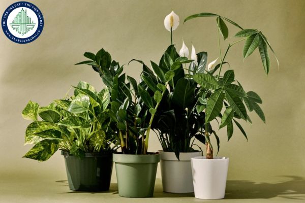 okevipp.com