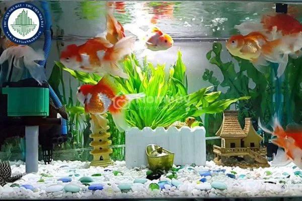okevipp.com