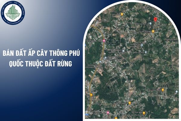 Tải Okvip APK ấp Cây Thông Phú Quốc thuộc đất rừng cho tổ chức kinh tế được không?